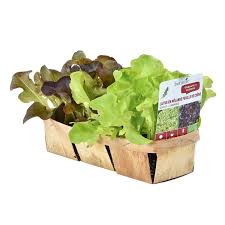 Salades Bio En Melange La Barquette De 12 Plants Plants Potagers Potager Botanic