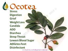 Image result for Ocotea