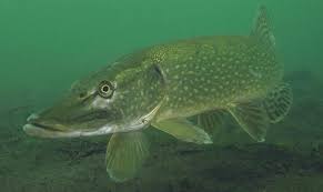 What is the northern pike record? Image Of Northern Pike Esox Lucius L By Gino Meskens Download Scientific Diagram
