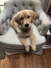 Several other members on the board also have her puppies. Breeder In Philly Golden Retriever Dog Forums