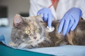Pancreatite Du Chat Comment Soulager La Pancreatite Chez Le Chat Vetostore