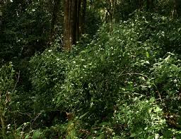 Image result for Acanthopale pubescens