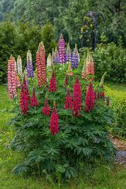 Beautiful Lupins Currently The Lupins Are In Our Garden Are Just Wonderful Lupine Flowers Flowers Nature Beautiful Flowers
