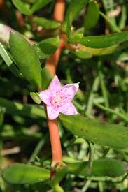 Image result for Sesuvium