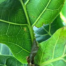 Spider Mites Fiddle Leaf Fig Leaves Fiddle Leaf Fig Fiddle Leaf Fig Tree Fiddle Leaf Fig Care