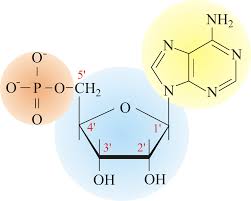 Download Nucleotide Png Image From Www Periodni Com Macromolecules Biochemistry Chemistry