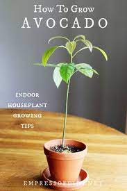 How To Grow An Avocado Tree Empress Of Dirt Avocado Plant Growing An Avocado Tree Grow Avocado