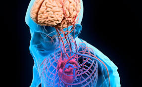 Human Anatomy And Physiology Ucla Continuing Education Online