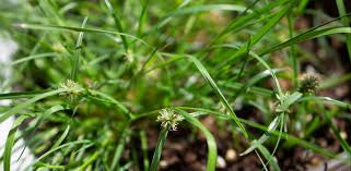 Image result for Kyllinga squamulata