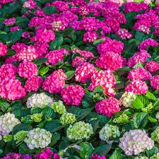 'annual flowers' encompasses a spectacularly large variety of flowers and plants. The Best Online Nurseries For 2021 Where To Buy Perennials Trees And Shrubs Online Gardening From House To Home