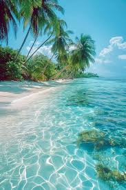 200 Best beautiful beach ideas | beach wallpaper, tropical beach background  4k, tropical beach pictures