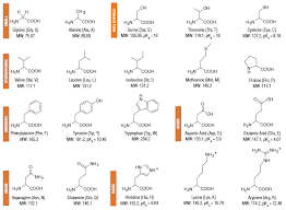 amino acid structures neb