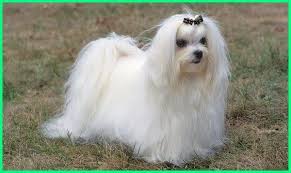 23 gambar kartun harimau lucu harimau karakter kartun menggambar foto gratis di pixabay download gambar kartun monyet gambar karakter kartun gambar hewan. 10 Jenis Anjing Kecil Yang Lucu Imut Banget Dunia Fauna Hewan Binatang Tumbuhan Anjing Hewan Anjing Kecil