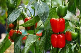 Dann lohnt es sich von der nächsten roten schote die kerne zu sammeln und für den anbau im garten oder am. Paprika Anbauen Aussaat Pflege Und Erntezeit Plantura