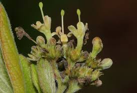 Image result for Crossopteryx febrifuga