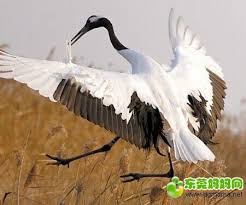 东莞12个绝美观鸟地 身为东莞人的你造么 beautiful birds bird dongguan