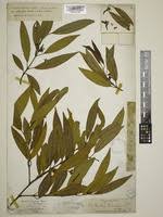 Image result for Hunteria zeylanica