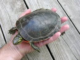 At most, males will only get to be about nine inches long. Handling Pet Turtles