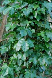 Image result for Astropanax goetzenii