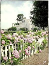 The foliage of the white wedding hydrangea is a deep green. As Far As The Eye Can See I M Obsessed White Picket Fence White Fence Dream Garden