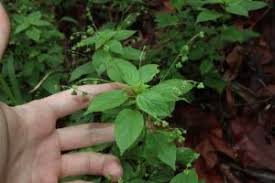 Image result for Micrococca mercurialis
