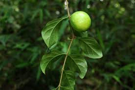 Image result for Canthium glaucum