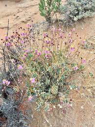 Image result for Hypertelis