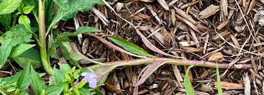 Image result for Lindernia conferta