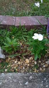 Vinca In White Which Reseeds So Much Its Barely An Annual Great Flower Lasts Oyster Plant In The Middle Spring 2015 Plants Oyster Plant Garden