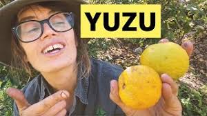 Yuzu peel is sold in powder form for sprinkling on desserts and savoury dishes such as fish tartare. Yuzu Growing Eating Yuzu Grafted Fruit Trees Youtube