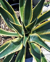 Image result for Agave americana