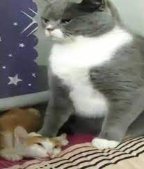Cat Squishing Another Cat Kitten Images Cat Memes Meme Template
