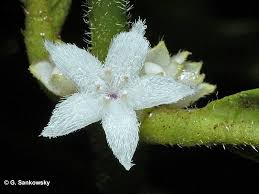 Image result for Lasianthus