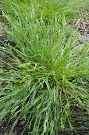 Image result for Carex sp.no.1