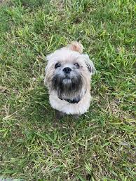 Update: unfortunately the little guy left my B-I-L yard. Hopefully he found  his way back home. In Weslaco mile 5 1/2 this little dog showed up at my  B-I-L house this morning.