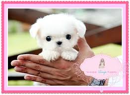 Boutique Teacup Puppies Store Maltese Puppy Teacup Puppies Maltese Maltese Puppies For Sale