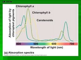Chloroplasts produce glucose by photosynthesis. Ejbe8ae1ncddnm