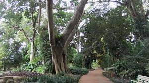 Hawaiian Travel Botanical Gardens Oahu