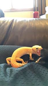 Psbattle Leopard Gecko Yawning Cute Lizard Cute Reptiles Leopard Gecko Cute