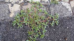 Purslane (also known as common purslane, verdolaga, red root, pursley or portulaca oleracea) is an edible plant that is packed full of nutrients, vitamins, and minerals. How To Grow Purslane An Edible Weed Dengarden