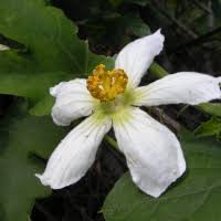 Image result for Lagenaria sphaerica