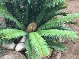 Image result for Encephalartos lebomboensis