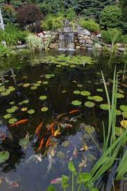 Another advantage of adding stones to the . Koi Pond Design Maintenance Landscaping Network