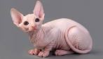 6 Strange Breeds of Hairless Cats | Featured Creature