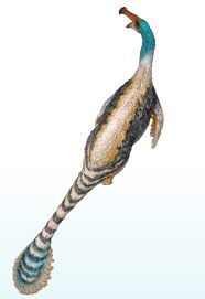 Image result for Dinophora