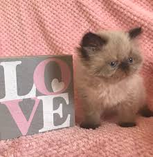 Or, to see more adoptable persians in new jersey, use the search tool below to enter specific criteria! Persian Kitten For Sale In Pa Petswall