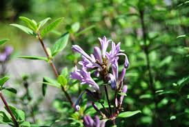 Image result for Cryptolepis oblongifolia