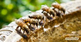Einen miniteich anlegen und sich so einen optischen hingucker auf die terrasse oder den balkon holen, ist ganz einfach. Anleitung Zum Bau Eines Miniteichs Fur Vogel Und Bienen