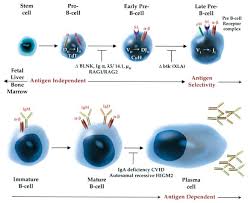 Image result for Humoral Immunodeficiency