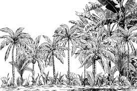 Papier peint panoramique noir et blanc. Papier Peint Jungle Palmiers Noir Et Blanc
